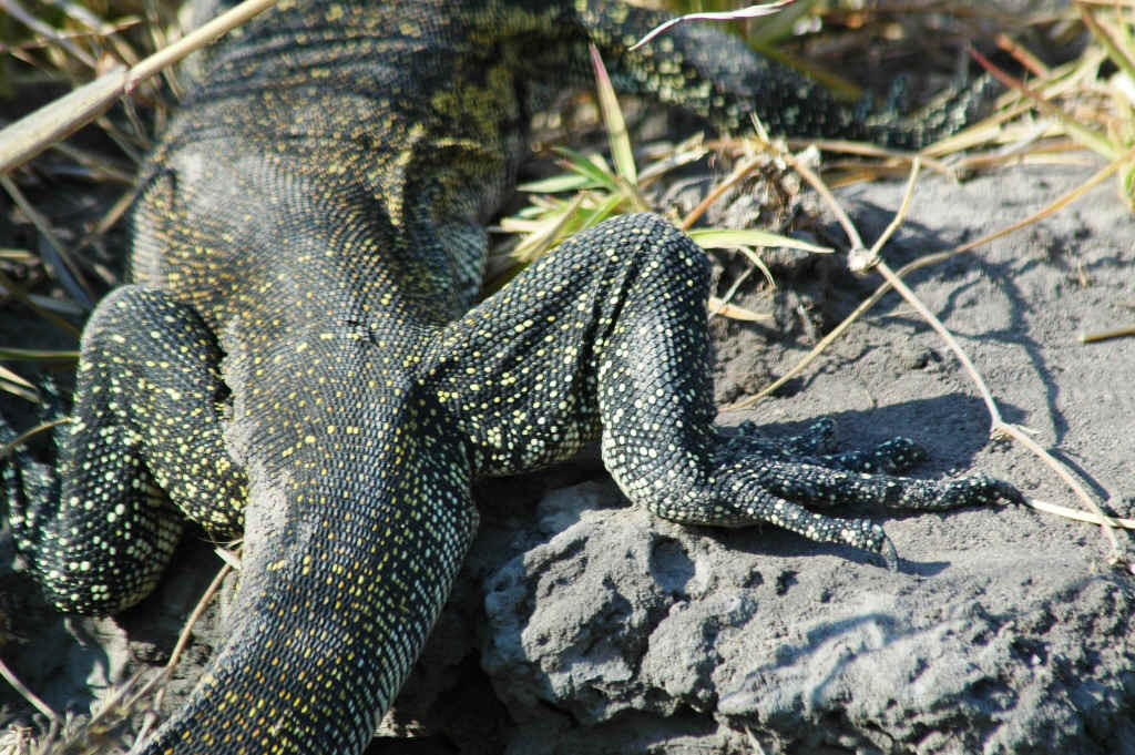 Namibia_Botswana_1133.JPG (529084 Byte)