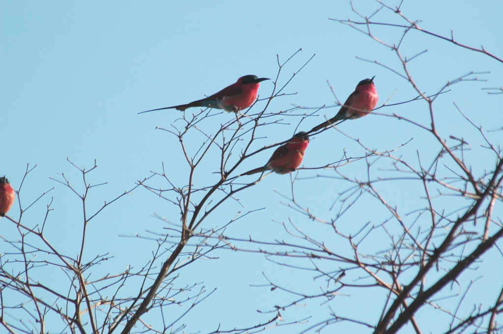Namibia_Botswana_1141.JPG (351824 Byte)