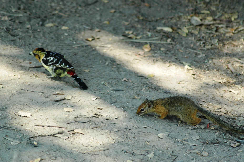Namibia_Botswana_1210.JPG (436577 Byte)