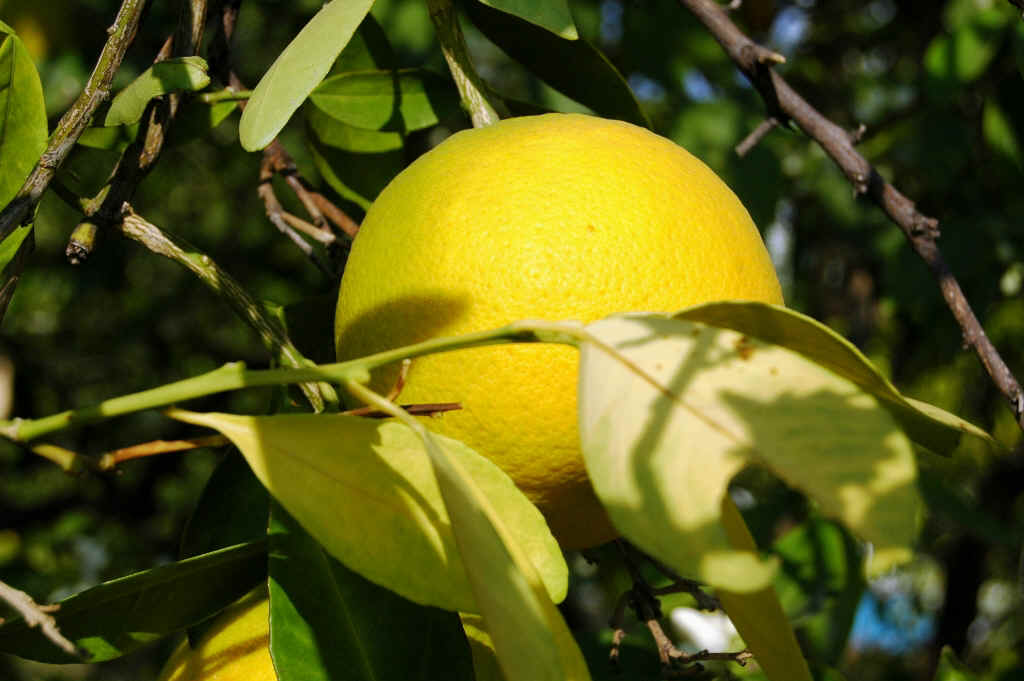 Namibia_Botswana_1283.JPG (489214 Byte)