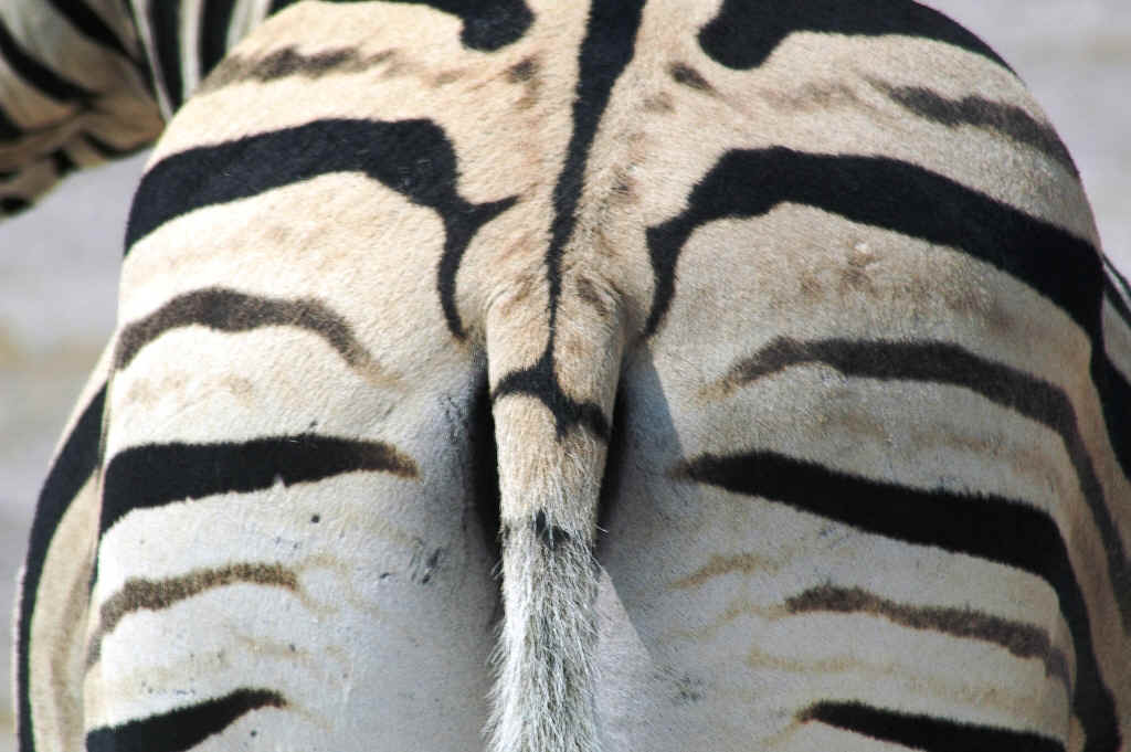 Namibia_Botswana_1316.JPG (438817 Byte)