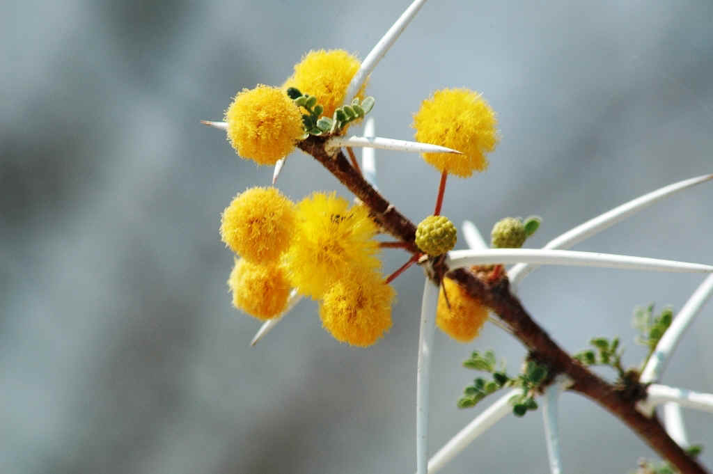 Namibia_Botswana_1324.JPG (443257 Byte)