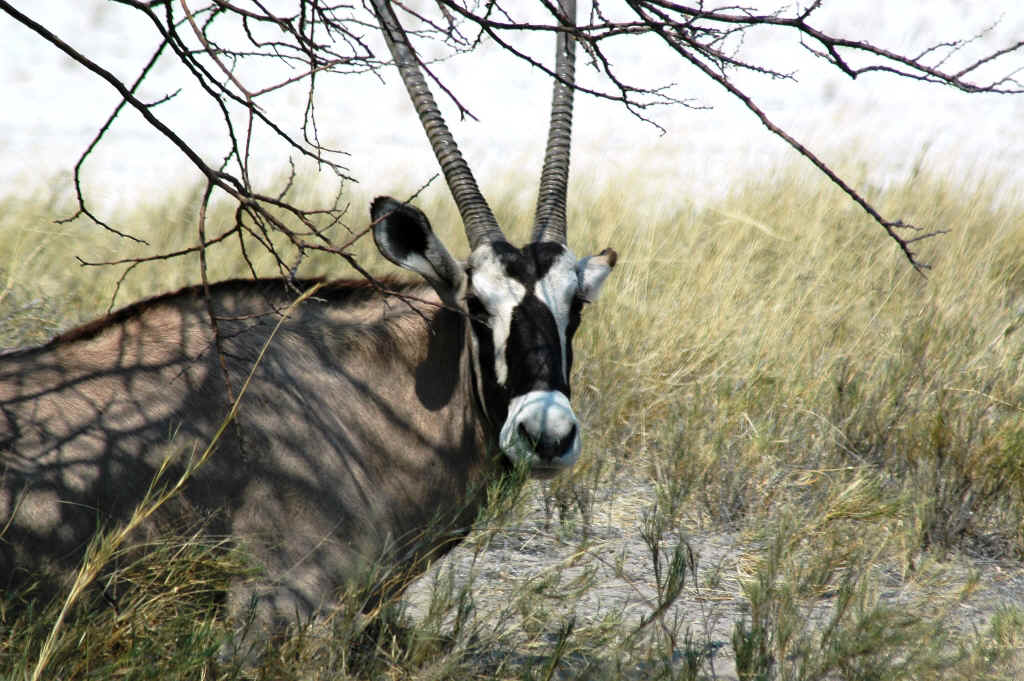 Namibia_Botswana_1346.JPG (476277 Byte)