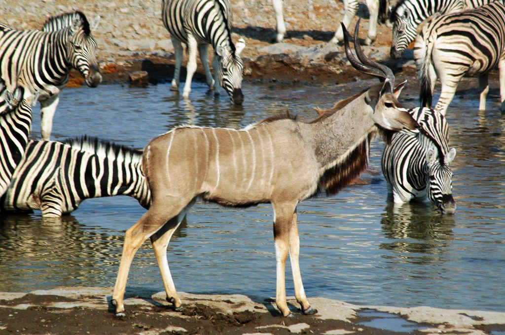 Namibia_Botswana_1465.JPG (516327 Byte)