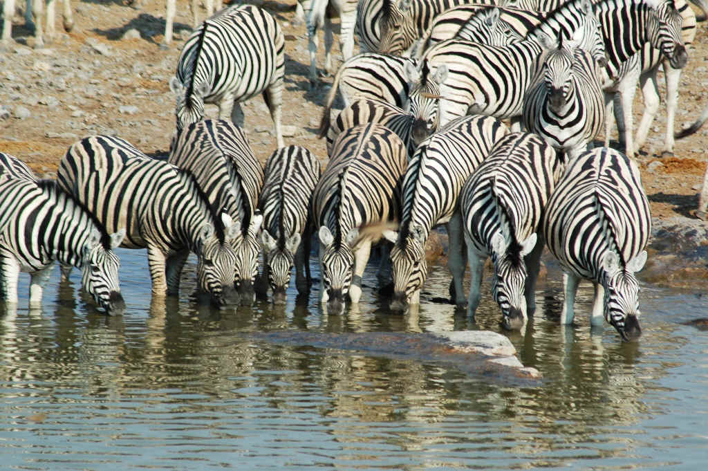 Namibia_Botswana_1467.JPG (561132 Byte)