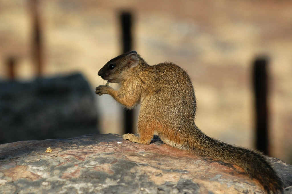 Namibia_Botswana_1472.JPG (478897 Byte)