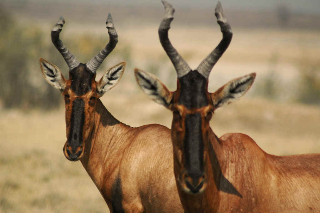 Namibia_Botswana_1616.JPG (440096 Byte)