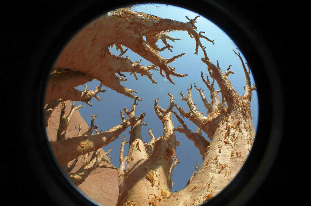 Namibia_Botswana_1871.JPG (509221 Byte)