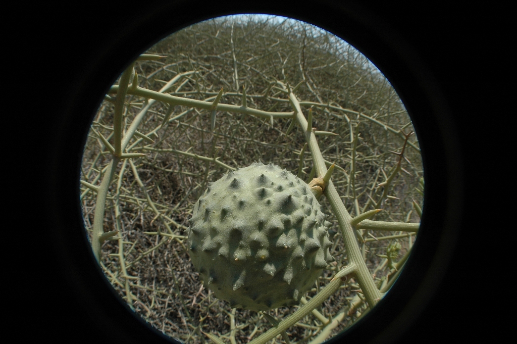 Namibia_Botswana_2113.JPG (440712 Byte)