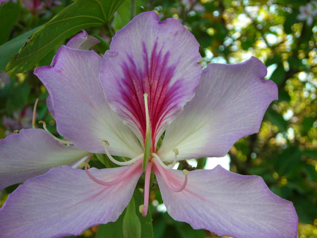 Namibia_Botswana_2281.JPG (318176 Byte)