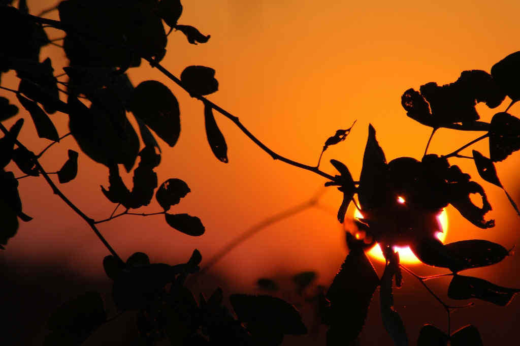 Namibia_Botswana_351.JPG (407014 Byte)