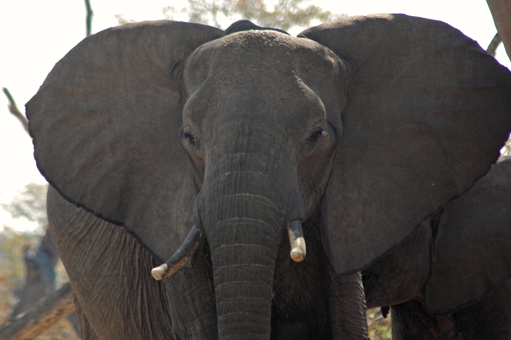 Namibia_Botswana_474.JPG (398983 Byte)