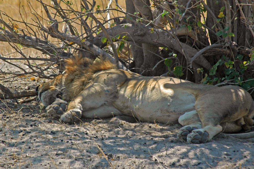 Namibia_Botswana_500.JPG (680570 Byte)