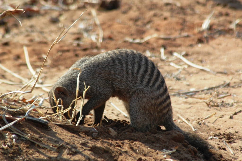 Namibia_Botswana_870.JPG (441758 Byte)