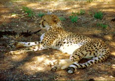 Gepard_5x3.JPG (22572 Byte)