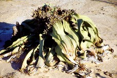 Welwitscha_5x3.jpg (22082 Byte)