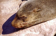 CapeCross_5x3.jpg (18250 Byte)