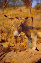 Epupa_falls3_3x5.jpg (13674 Byte)