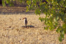 Epupa_falls9_5x3.jpg (16223 Byte)