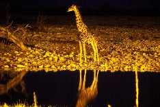 Etosha1_5x3.jpg (17609 Byte)