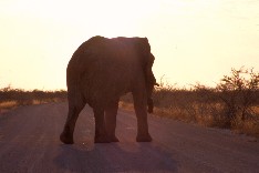 Etosha2_5x3.jpg (8019 Byte)