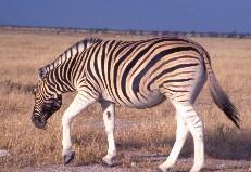 Etosha3_5x3.jpg (17624 Byte)