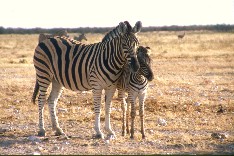 Etosha4_5x3.jpg (18848 Byte)