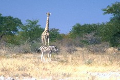 Etosha6_5x3.jpg (15838 Byte)