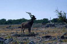 Etosha7_5x3.jpg (15060 Byte)
