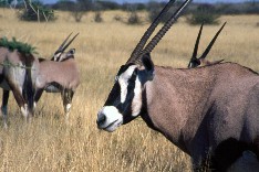 Etosha8_5x3.jpg (16828 Byte)