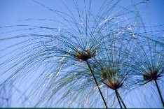 Popafalls1_5x3.jpg (18316 Byte)