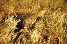 Chobe2_5x3.jpg (25521 Byte)