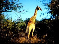 Chobe4_5x3.jpg (23025 Byte)