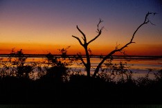 Chobe6_5x3.jpg (10424 Byte)