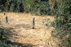 Chobe8_5x3.jpg (23171 Byte)