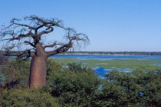 GrenzeBotswana_5x3.jpg (14417 Byte)