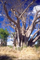 Victoria5_3x5.jpg (18782 Byte)