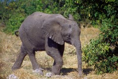 Chobe10_5x3.jpg (19480 Byte)