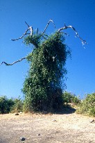 Chobe1_3x5.jpg (12441 Byte)