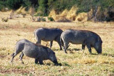 Chobe2_5x3.jpg (19729 Byte)