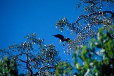 Chobe3_5x13.jpg (16999 Byte)