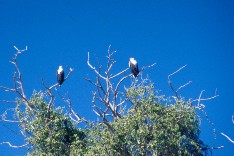 Chobe4_5x3.jpg (14701 Byte)