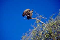 Chobe5_5x3.jpg (12572 Byte)