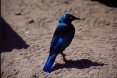 Chobe6_5x3.jpg (14770 Byte)