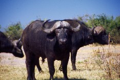 Chobe7_5x3.jpg (15258 Byte)