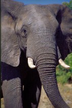 Chobe8_3x5.jpg (12104 Byte)