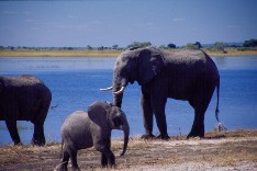 Chobe9_5x3.jpg (12882 Byte)