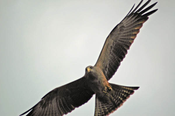 S�dafrika_1154.jpg (21291 Byte)