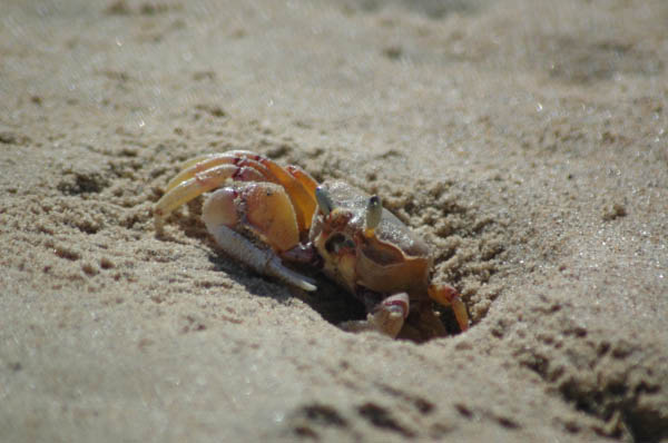 S�dafrika_1218.jpg (38571 Byte)