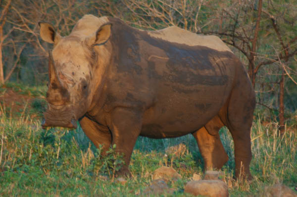 S�dafrika_1313.jpg (45313 Byte)